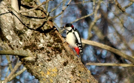 Woodpecker - bird, Latvia, woodpecker, tree