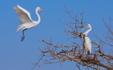 Egrets Building a Nest - birds, nest, America, egrets, sky, tree