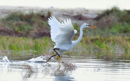 Egret Starting to Fly - bird, egret, water, wings