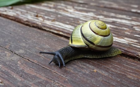 Snail - macro, wooden, animal, snail