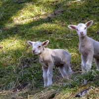 Lambs