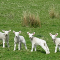 Lambs