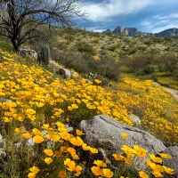 Catalina State Park north of Tucson, Arizona