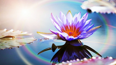 Lotus Flower With Sun Flare - reflections, water, rainbow, blossom, colors, petals