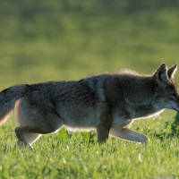 White-tipped Coyote