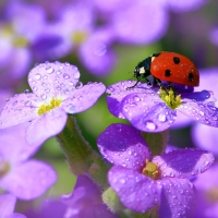 Ladybug on Flower