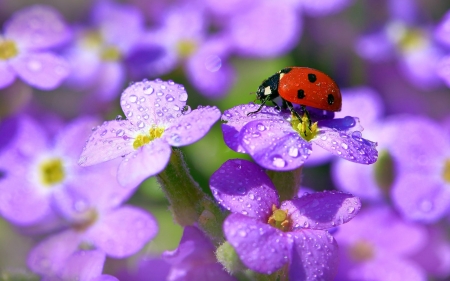 Ladybug on Flower