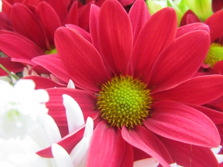 Scarlet Bloom