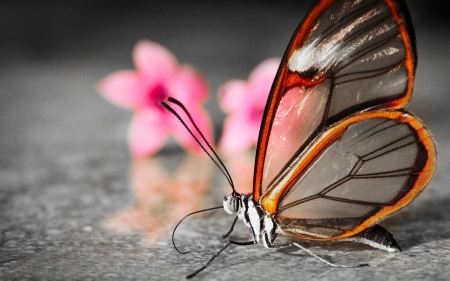 Butterfly - pink, butterfly, red, flower, fluture, nature, macro, insect