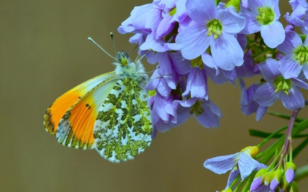 Butterfly - blue, butterfly, flower, green, fluture, nature, orange, insect, macro