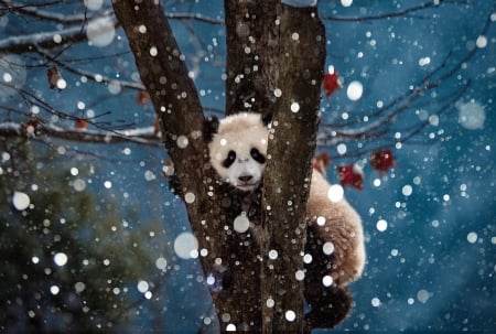 Panda bear - up, blue, cub, snow, panda, winter iarna, tree, bear, white, urs, cute