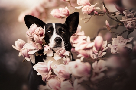 :) - black, magnolia, dog, caine, spring, pink, flower