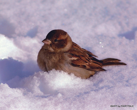sparrow in the april-snow - april, sparrow, snow, spatz