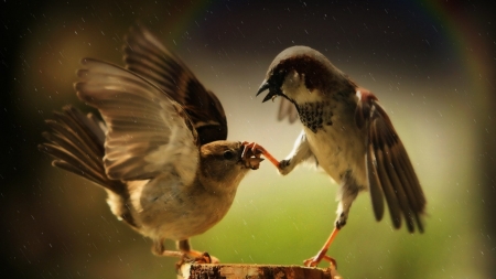 shut your mouth - animals, birds, natur, sparrows