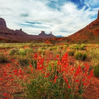 Orange Globemallow Flower Field In Front Of High Rock Monoliths, Sedona