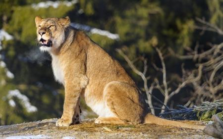 Lioness - animal, cat, lion, lioness