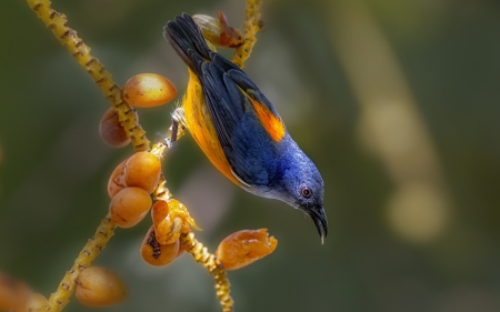 Bird - blue, bird, yellow, flower, fruit, nature, pasari