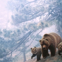 Bears