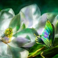 Magnolia and butterfly