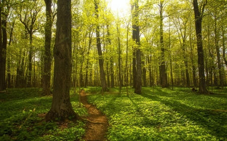 Springtime in upstate New York - path, trees, sunshine, spring, leaves