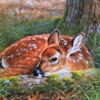 young deer