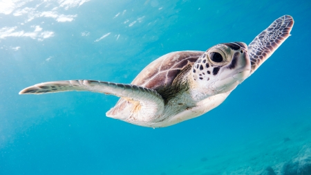 Turtle - turtle, animal, nature, underwater