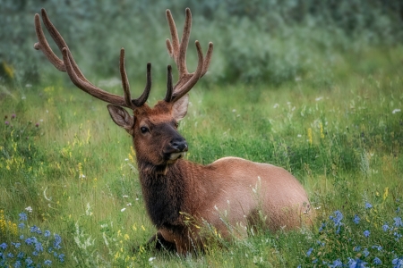 Buck - stag, buck, animal, deer