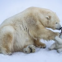 Polar Bear and Cub