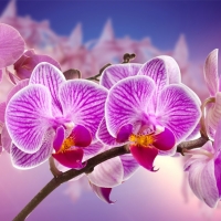 orchids.....