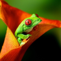 Green Tree Frog