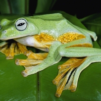 Green Tree Frog