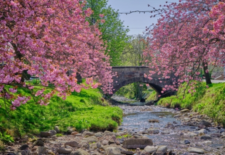 its springtime - natur, blossoms, spring, cherry