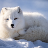 Arctic Fox