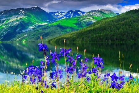 Aquilegia flowers by the mountain river - hills, summer, beautiful, tranquil, mountain, wildflowers, river, view, serenity, lake