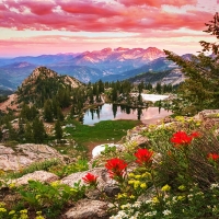 Silver Glance Wildflowers, Wasatch Mountains, Utah