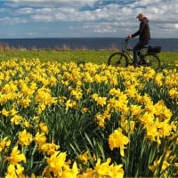 Daffodils in Germany