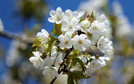 Blossoms - blooms, spring, white, tree