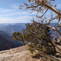 Fallen tree at the Grand Canyon National Park, Arizona