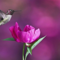 Hummingbird & Poppy