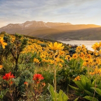 Spring Wildflowers in the Wasatch Back, Utah