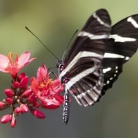 Heliconid Butterfly