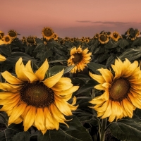 Sunflowers