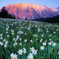 Mountain Meadow in Austria