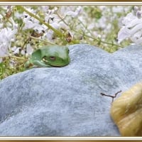 FROG ON A PUMPKIN