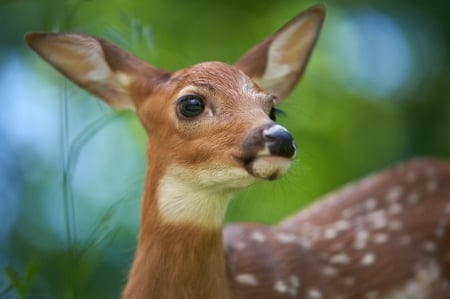 Deer - caprioara, animal, brown, deer, face