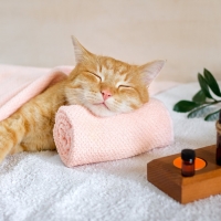 Spa Kitty