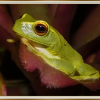 FRAMED FROG