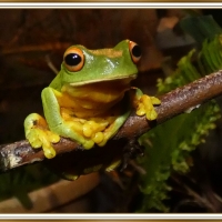 FRAMED FROG