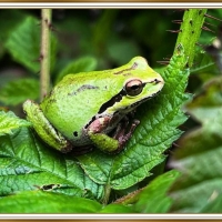 FRAMED FROG