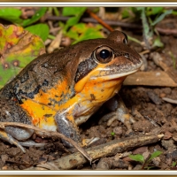 FRAMED FROG